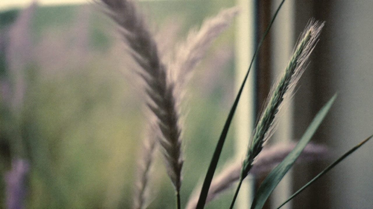 Gräser bewegen sich im Wind